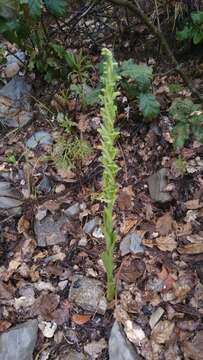 Imagem de Platanthera brevifolia (Greene) Senghas