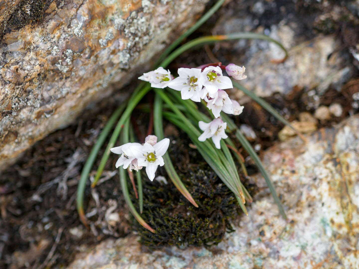 Image of Brimeura fastigiata (Viv.) Chouard