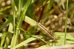 Слика од Conocephalus (Conocephalus) doryphorus (Karny 1907)