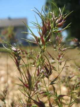 Image de Pâturin bulbeux