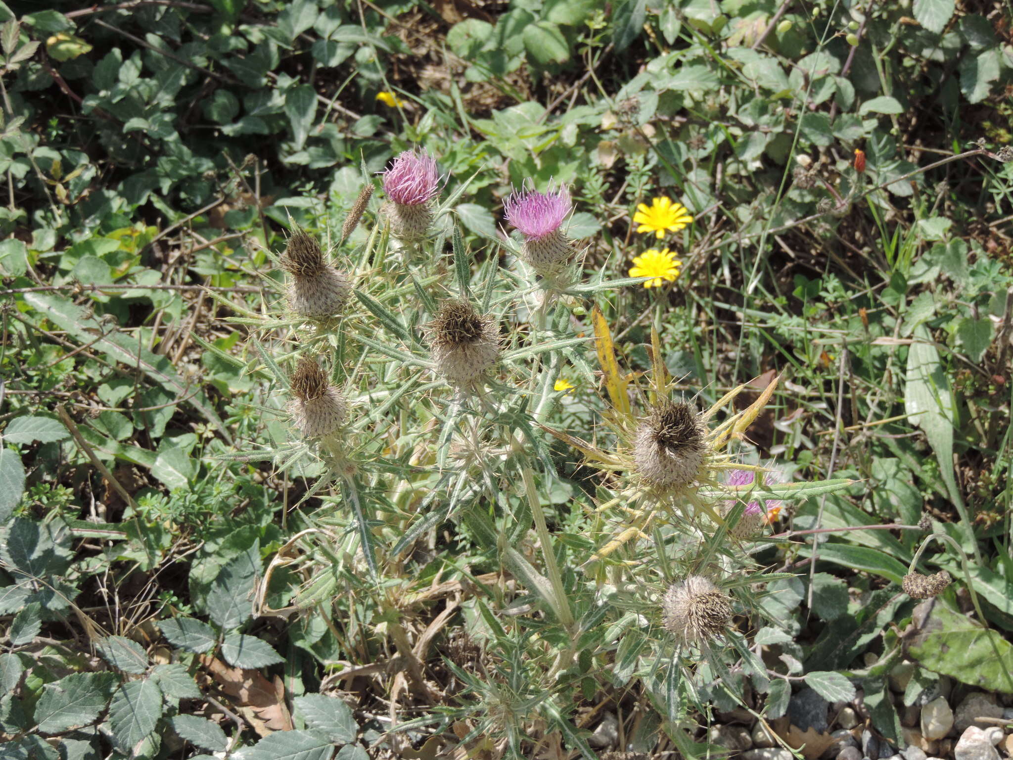 Plancia ëd Cirsium tenoreanum Petr.