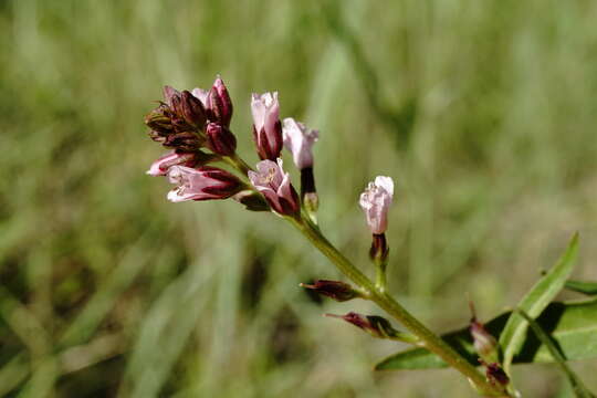 Image of Lysimachia dubia Solander