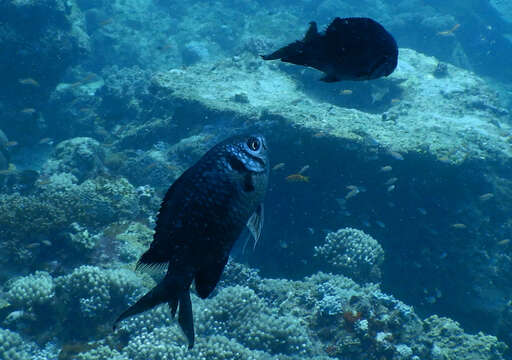 Image of Weber's chromis