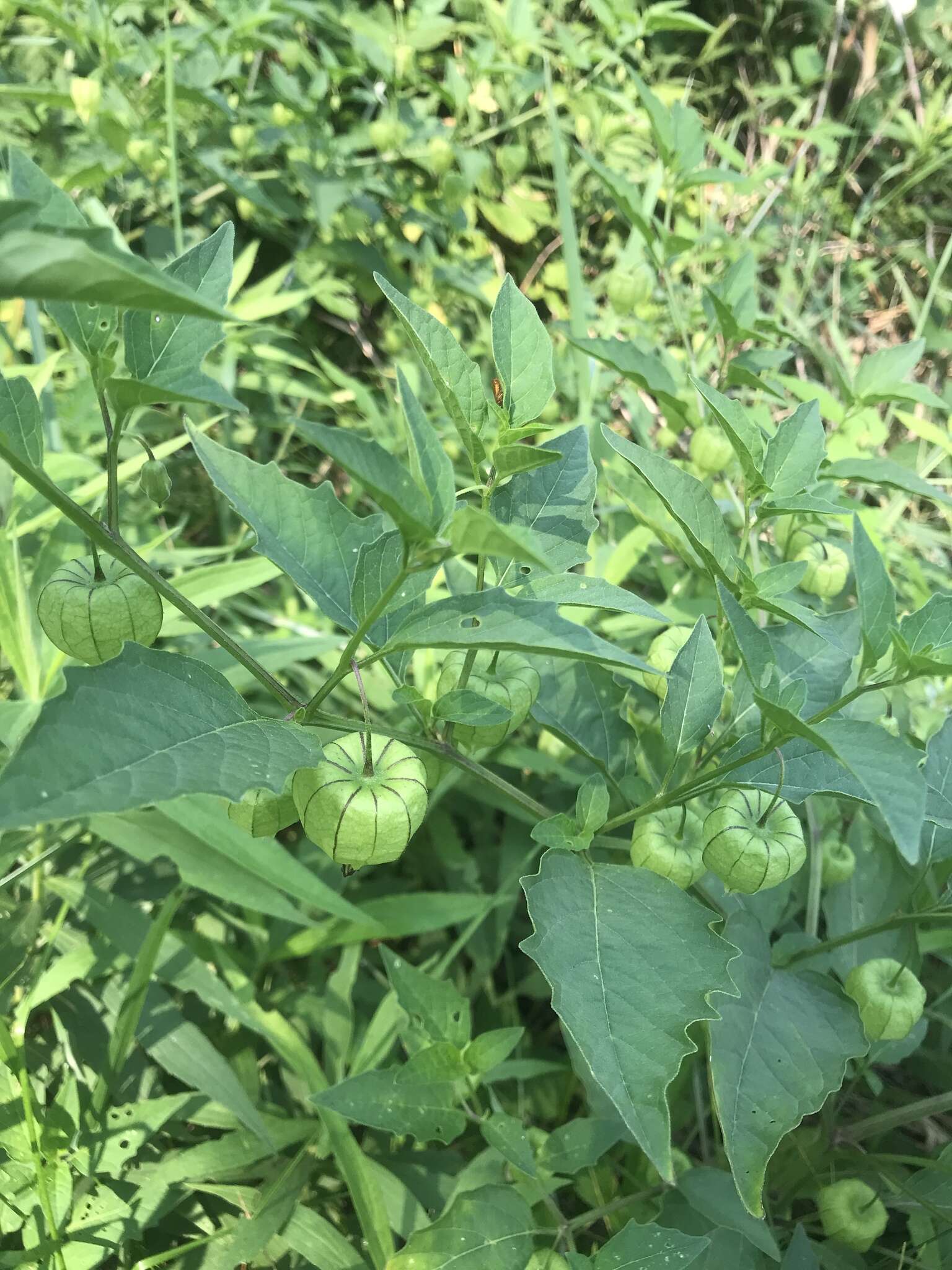 Image de Physalis longifolia var. subglabrata (Mackenzie & Bush) Cronq.