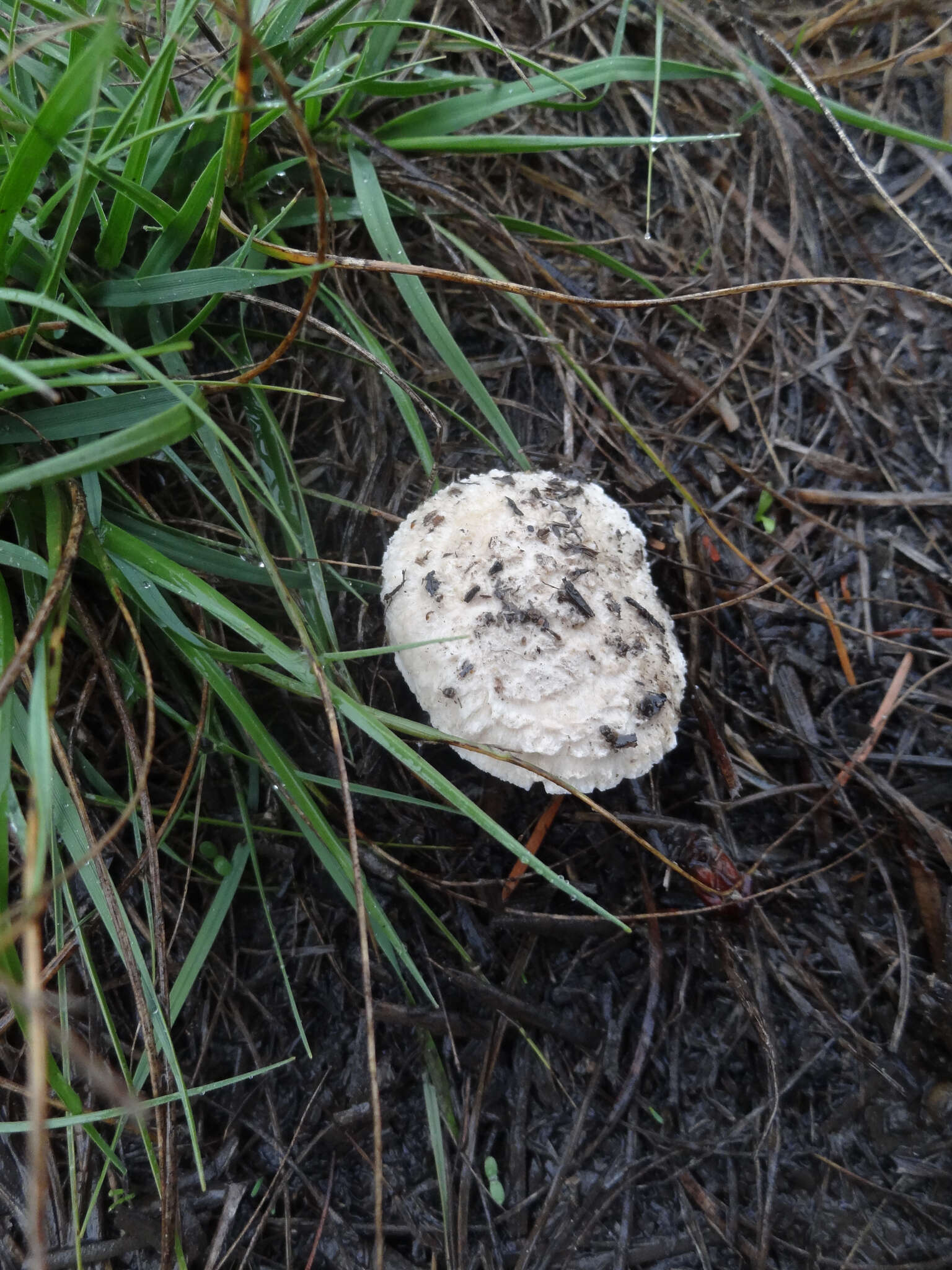 Image of Saproamanita pruittii (A. H. Sm. ex Tulloss, J. Lindgr. & D. Arora) Redhead, Vizzini, Drehmel & Contu 2016