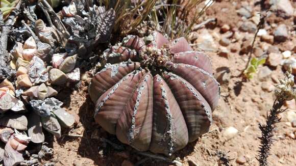 Слика од Euphorbia meloformis Aiton