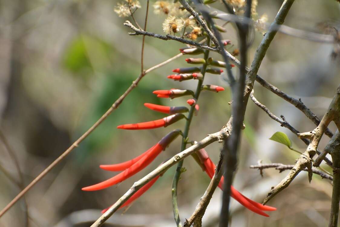 Imagem de Erythrina goldmanii Standl.