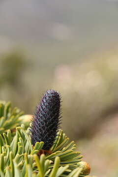 Image of Bhutan Fir