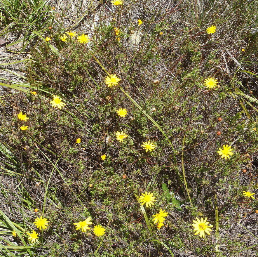 Image of Ursinia trifida (Thunb.) N. E. Br.