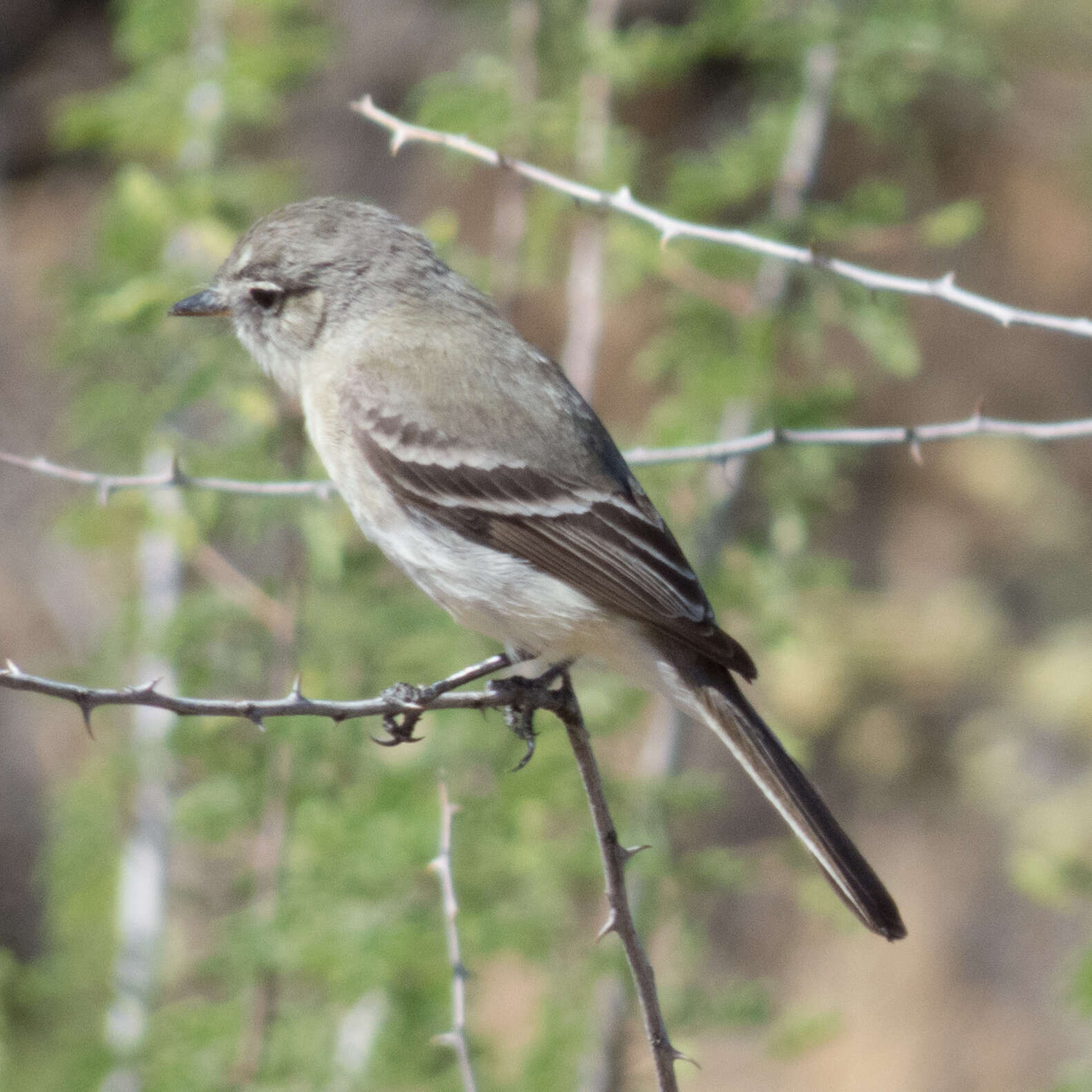 Image of American Grey Flycatcher