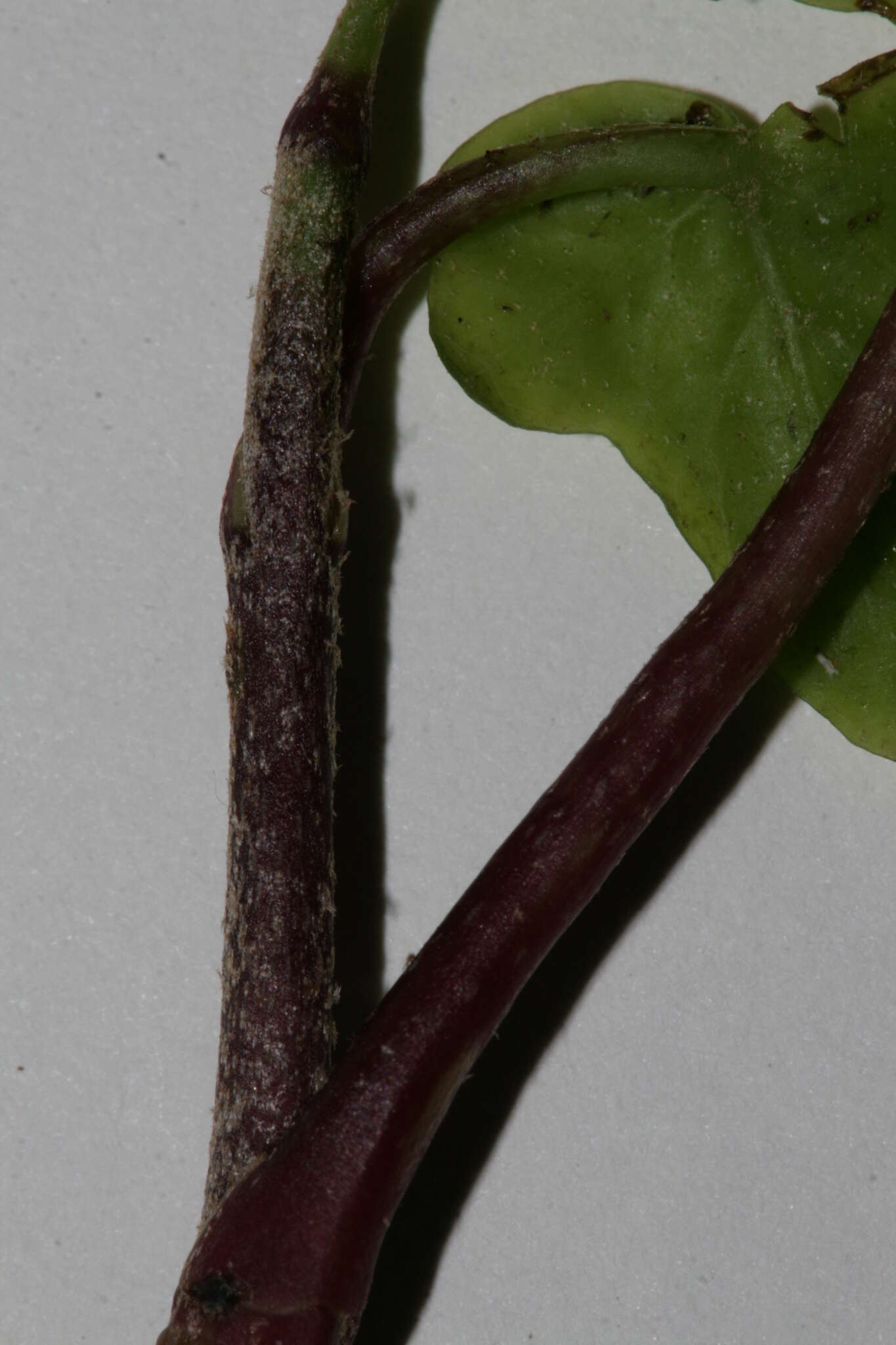 Image of Hedera maroccana McAll.