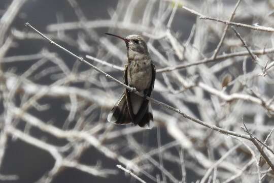 Phaeoptila Gould 1861 resmi