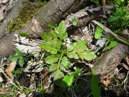 Image of bluntlobe grapefern