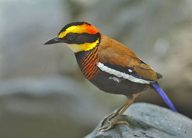 Image of Malayan Banded Pitta