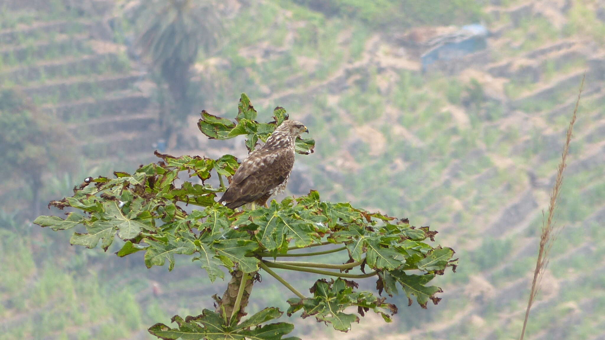 Image of <i>Buteo buteo bannermani</i>