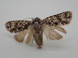 Image of Night-wandering Dagger Moth
