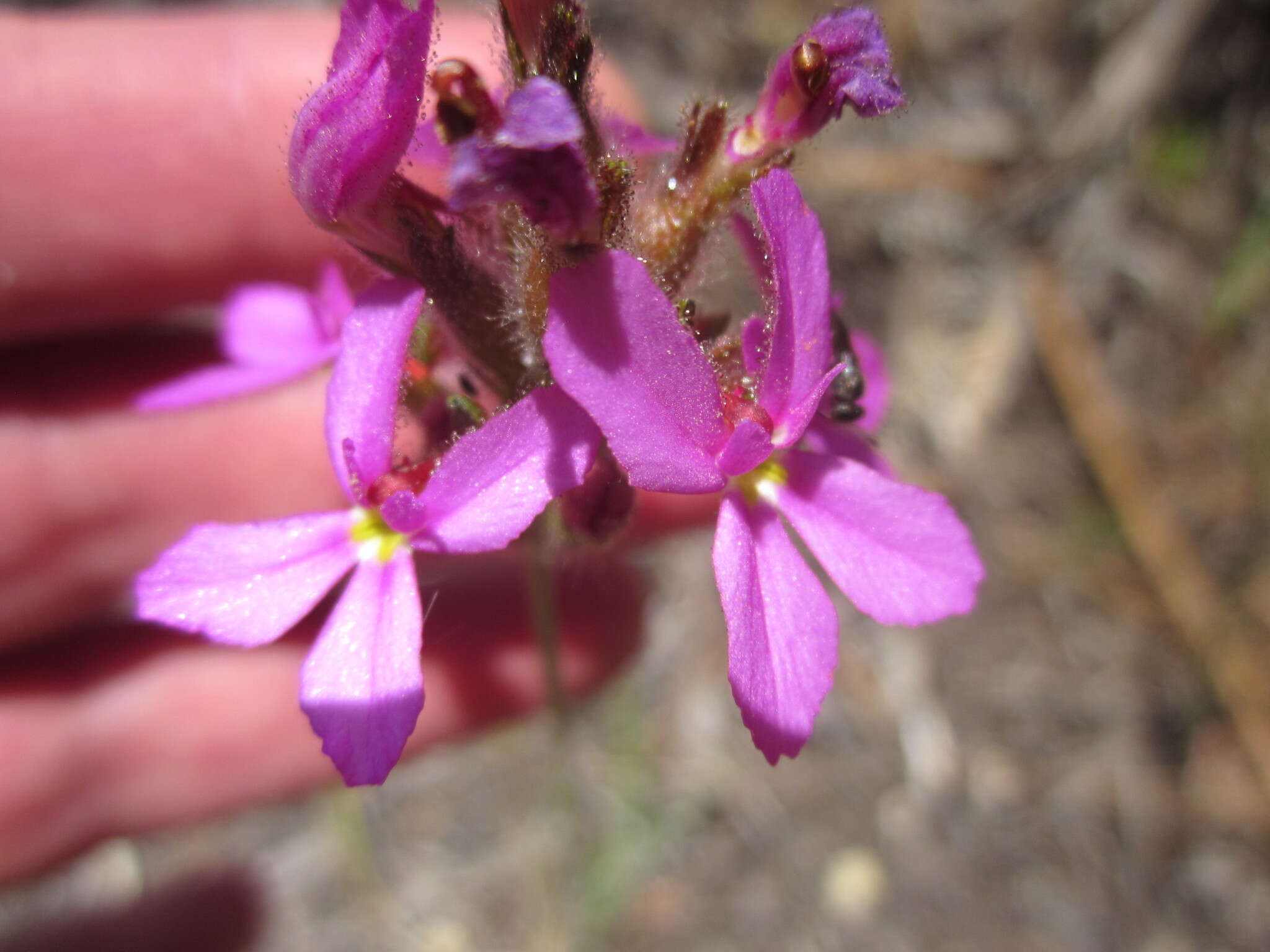 Image of Stylidium hirsutum R. Br.