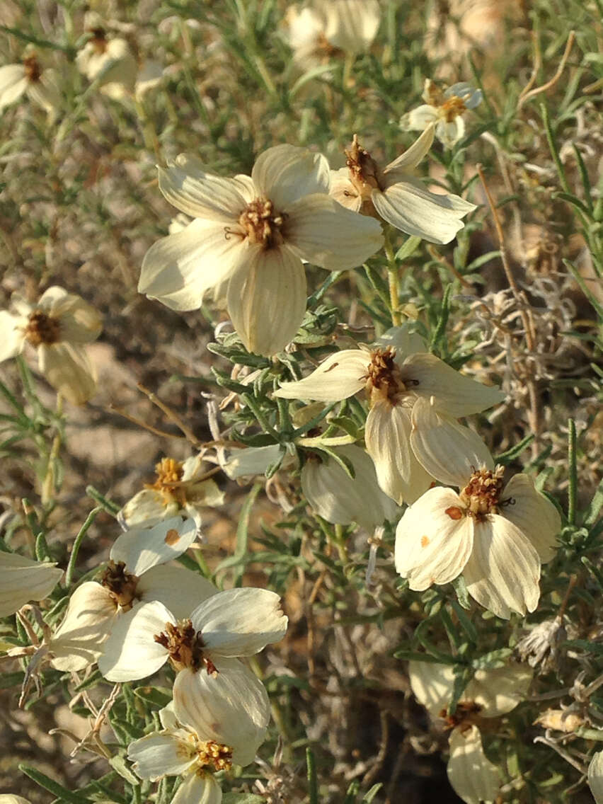 Image de Zinnia acerosa (DC.) A. Gray