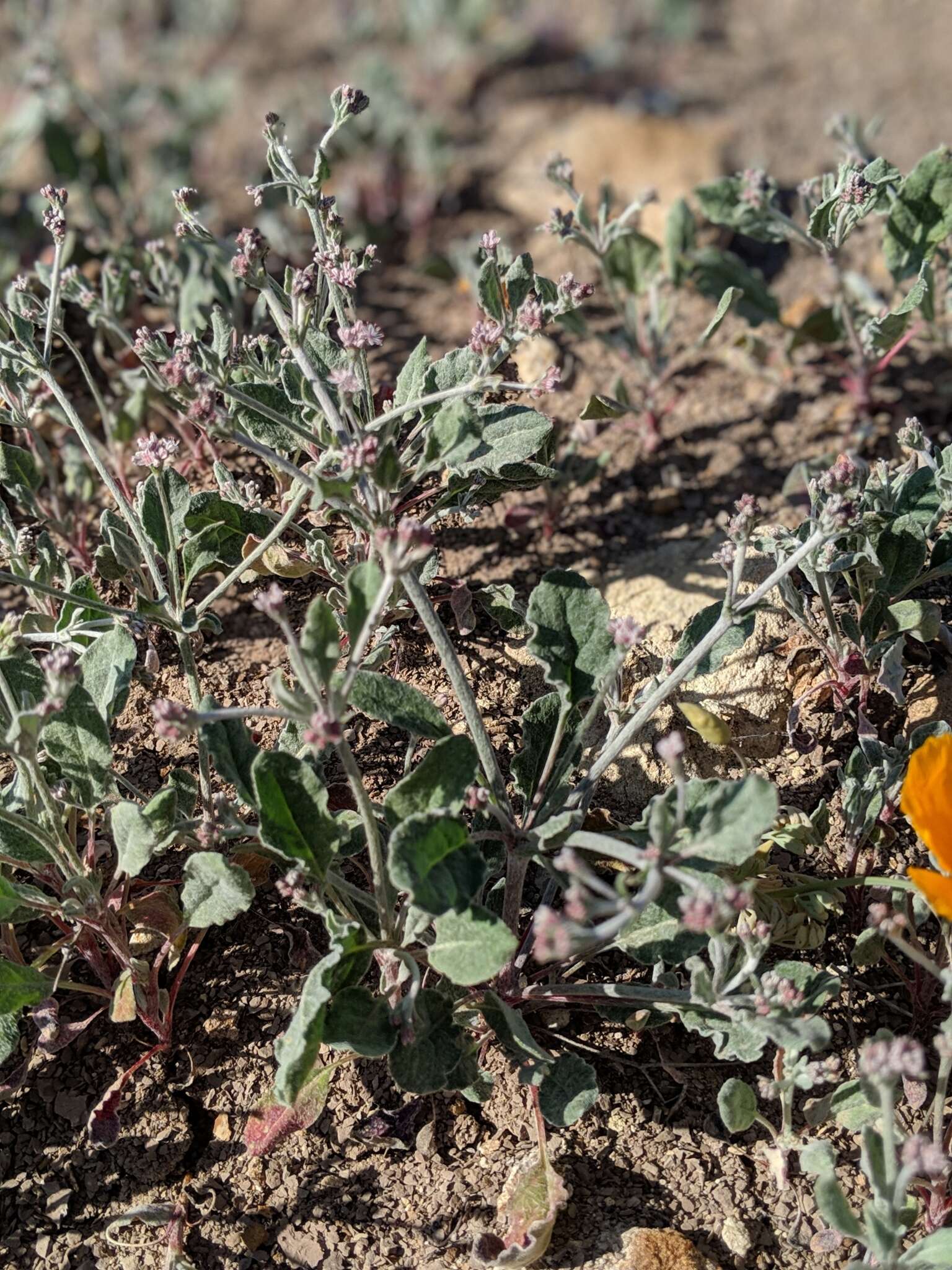 Image of Idria buckwheat