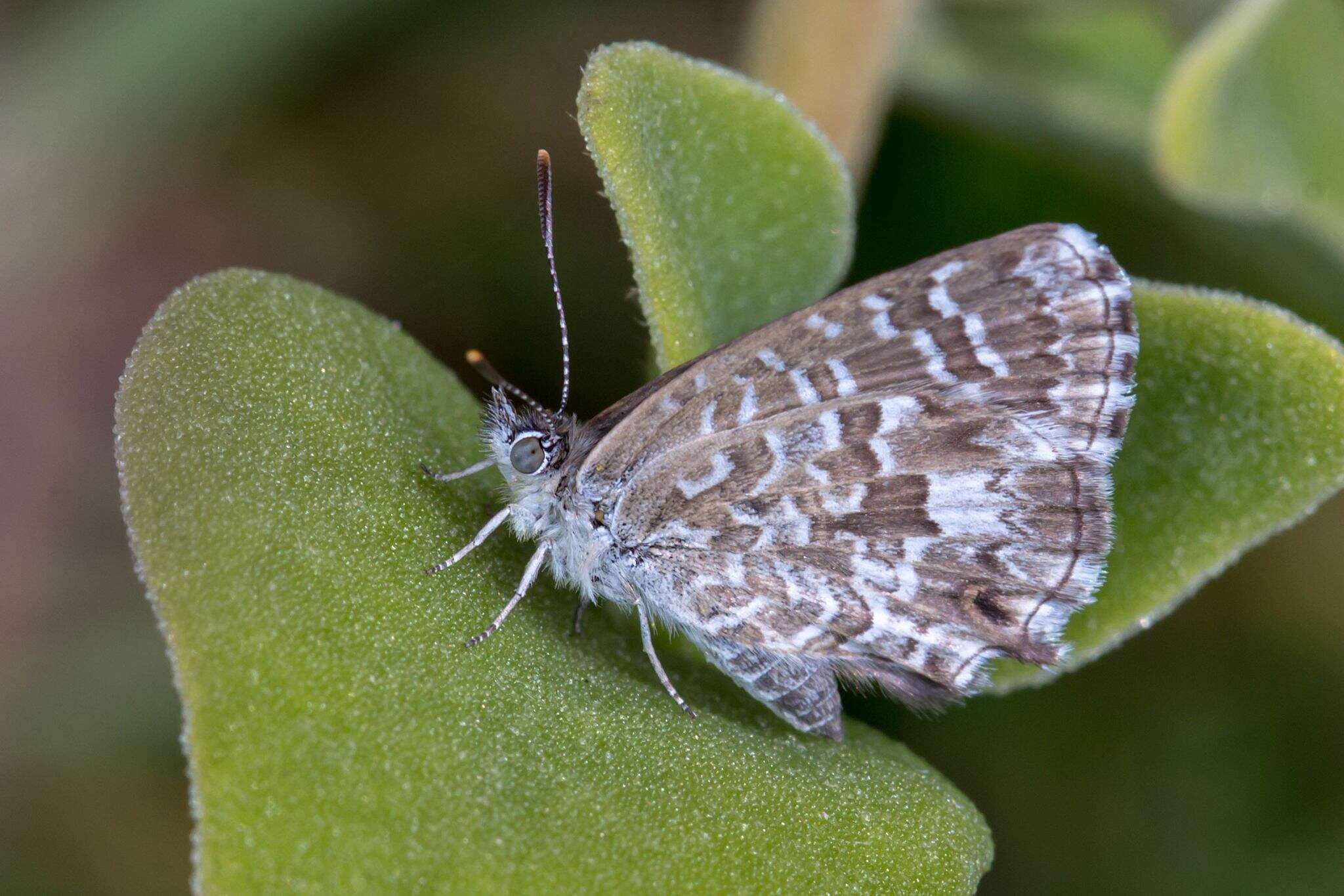 Image de Theclinesthes serpentata (Herrich-Schäffer 1869)