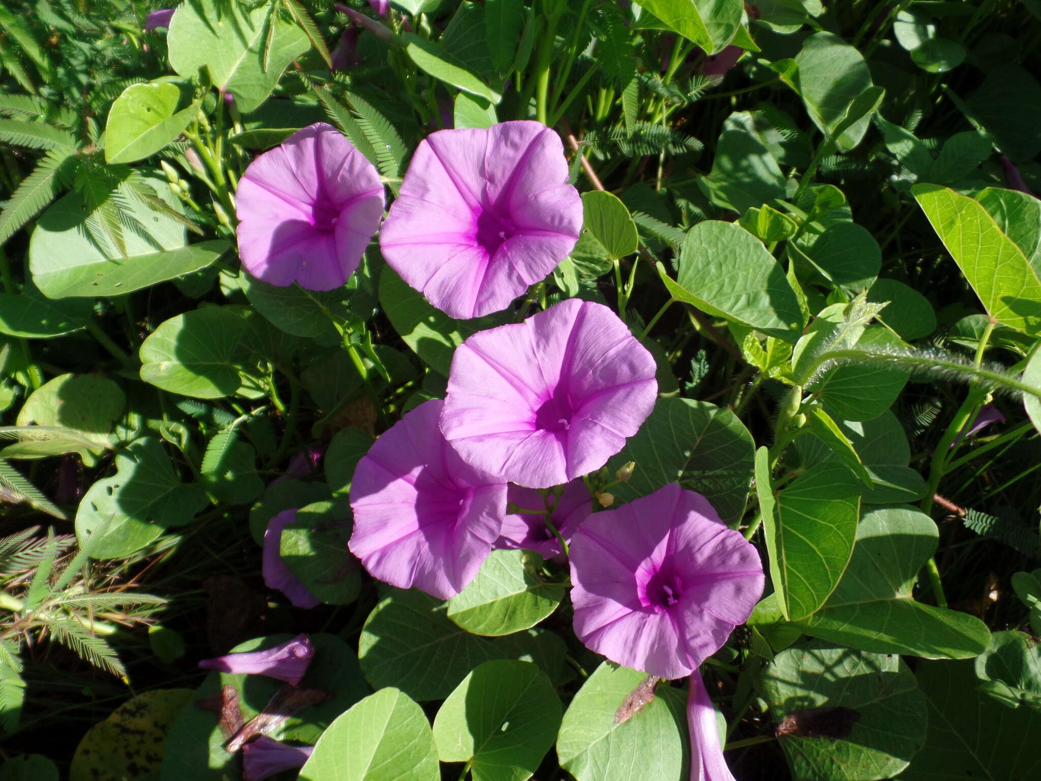 Imagem de Ipomoea asarifolia (Desr.) Roem. & Schult.