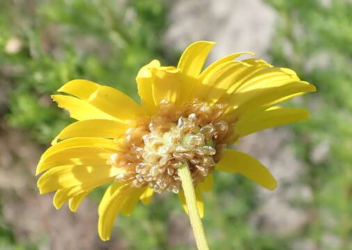 Image of Ursinia scariosa subsp. scariosa