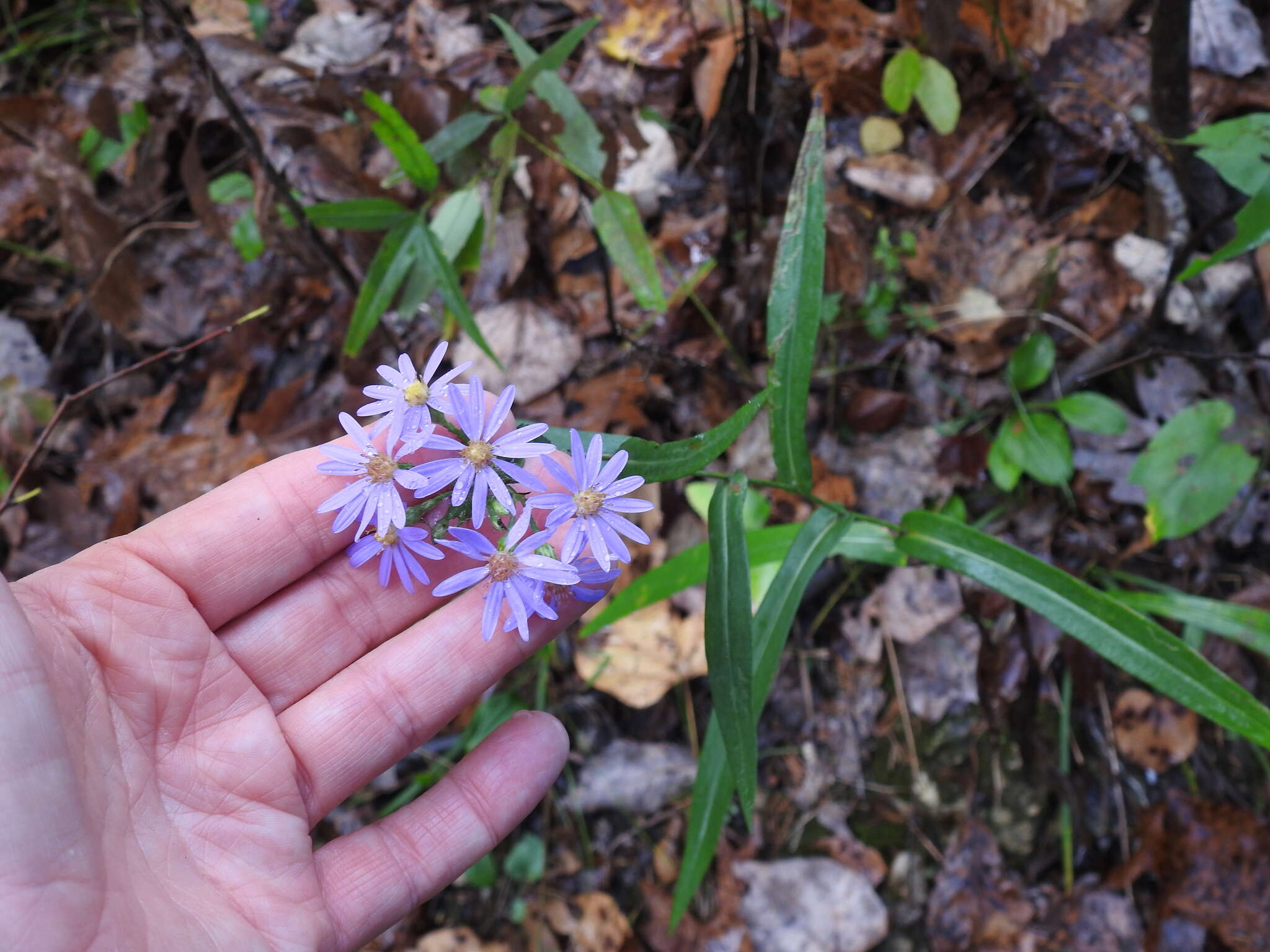 Image of Symphyotrichum laeve var. laeve