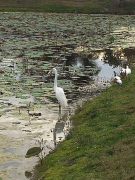 Image of Ardea alba egretta Gmelin & JF 1789