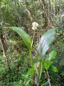 Imagem de Polystachya cultriformis (Thouars) Lindl. ex Spreng.