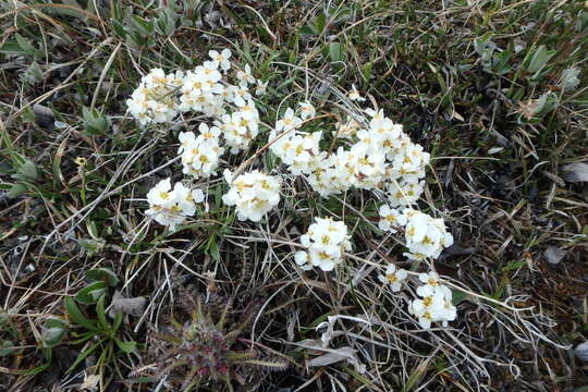 Image of arctic false wallflower