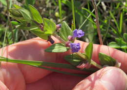 Scutellaria parvula Michx. resmi