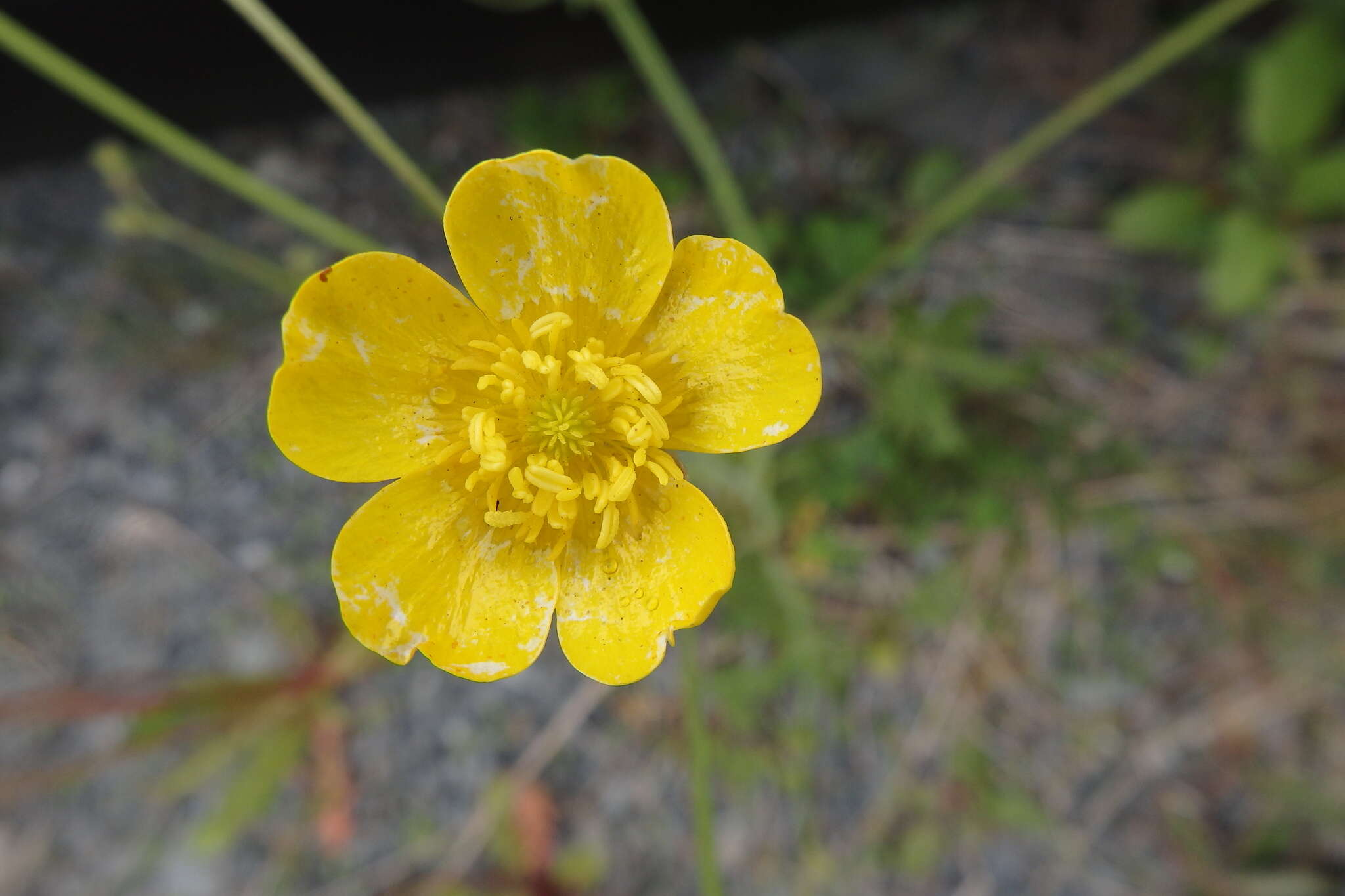 Imagem de Ranunculus acris L.