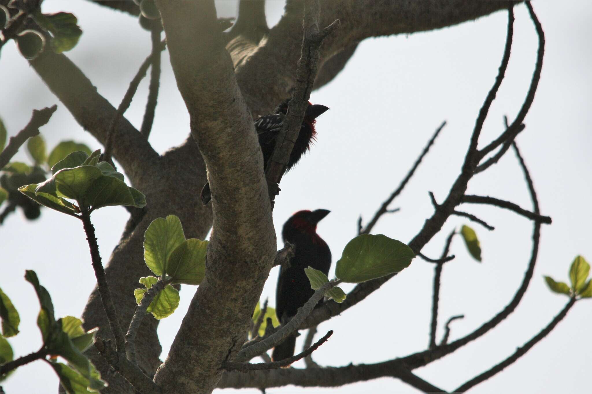 Image of Black-billed Barbet