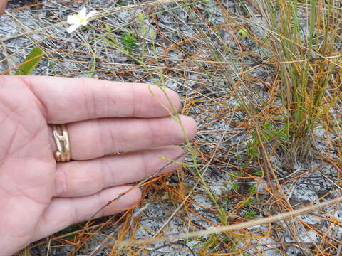 Image of shortleaf rose gentian