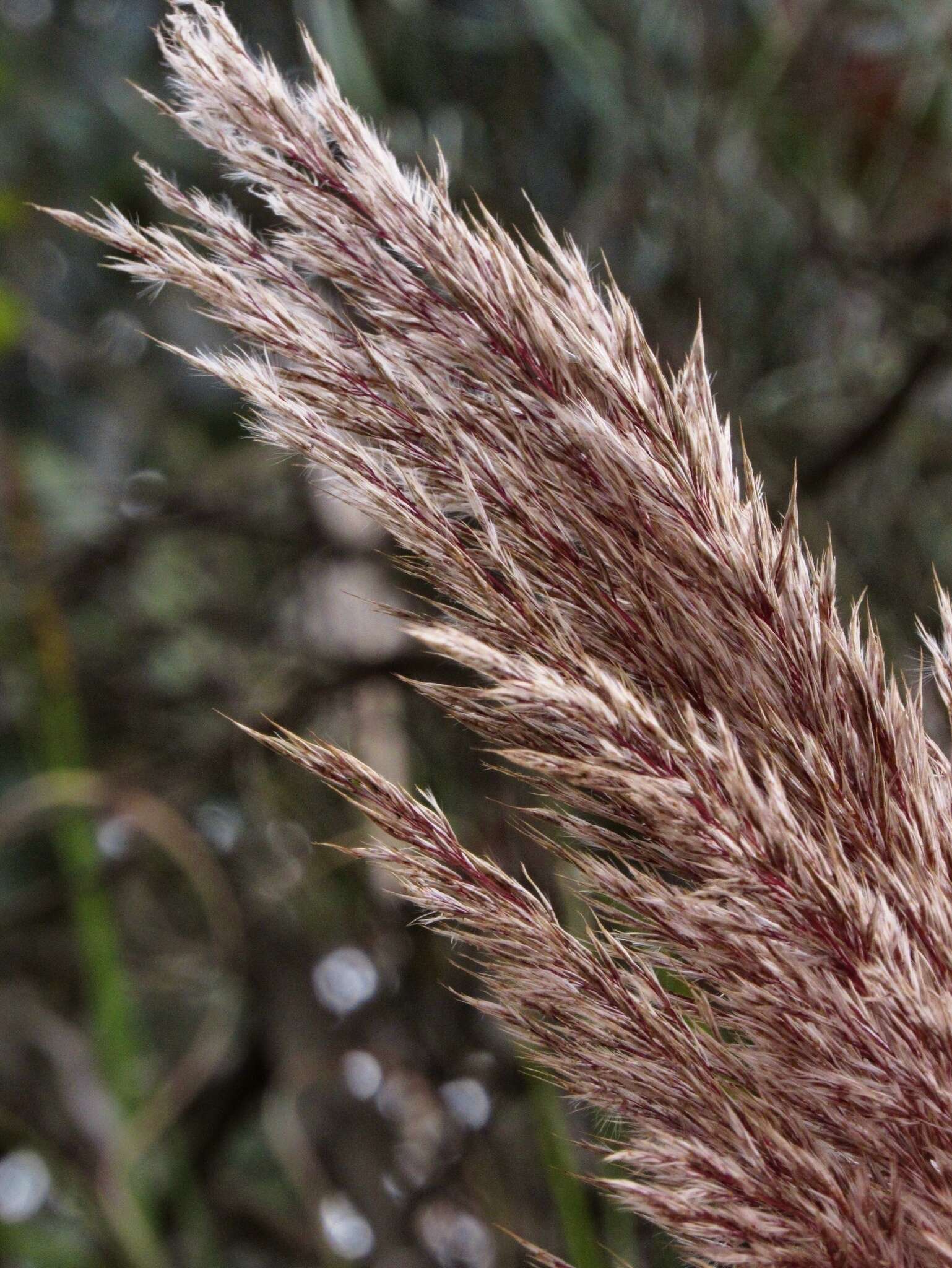 Cortaderia nitida (Kunth) Pilg.的圖片