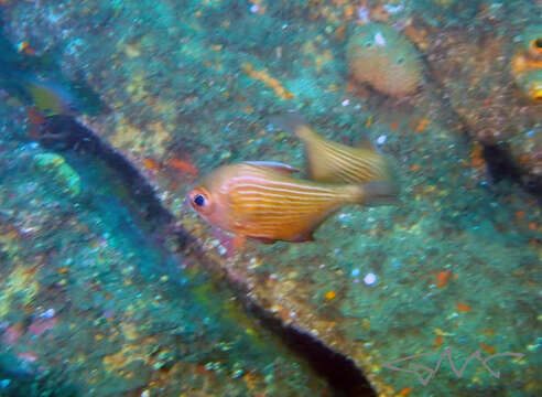 Imagem de Pempheris multiradiata Klunzinger 1879