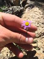 Image of Clokey's fleabane