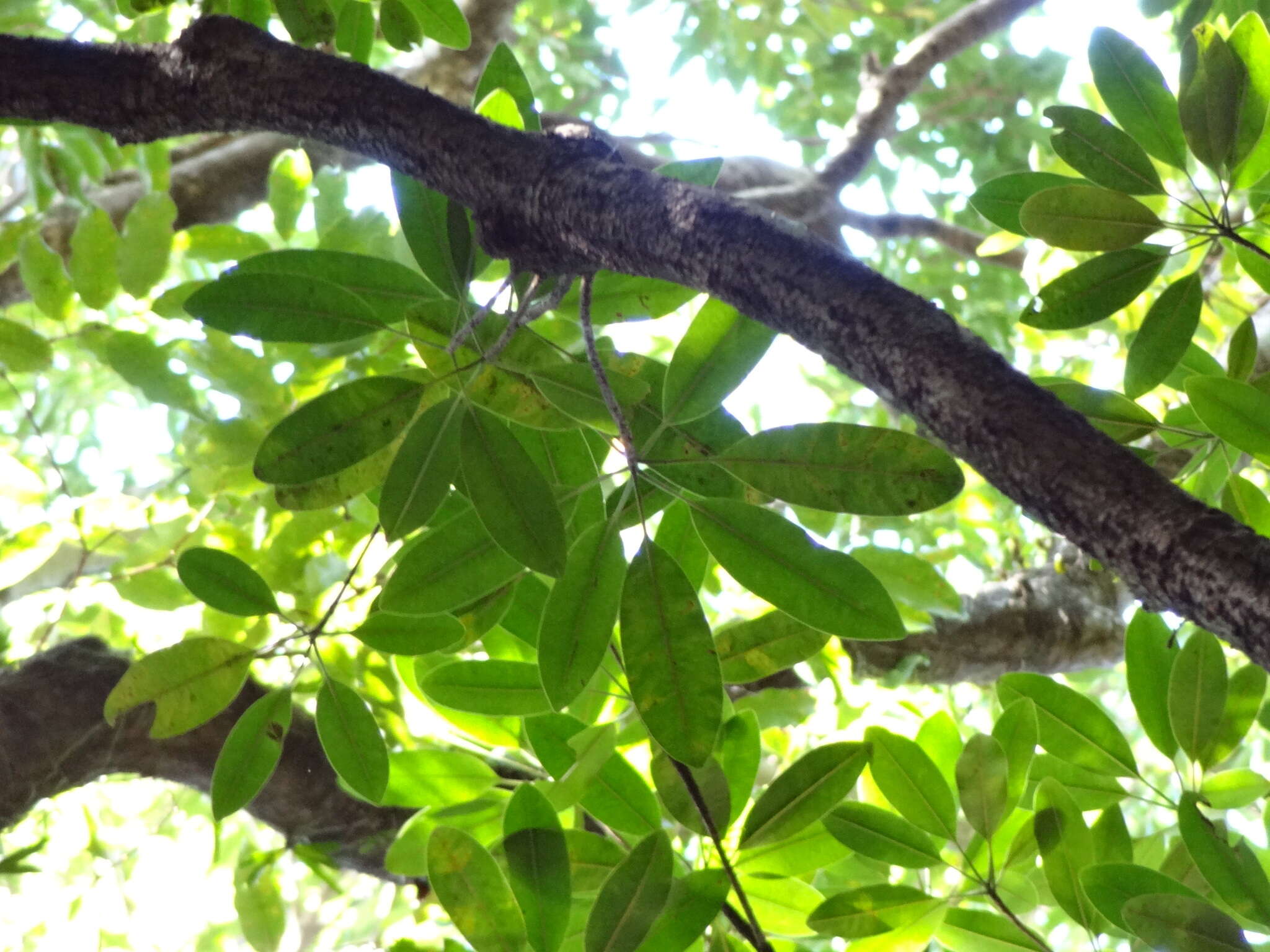 Image of Labourdonnaisia calophylloides Bojer