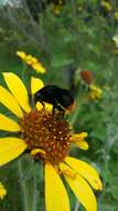 Image of Bombus diligens Smith 1861