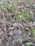 Image of Franciscan erigeron