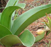 Imagem de Crinum stuhlmannii Baker