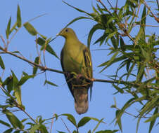 Image of Grey-fronted Green Pigeon