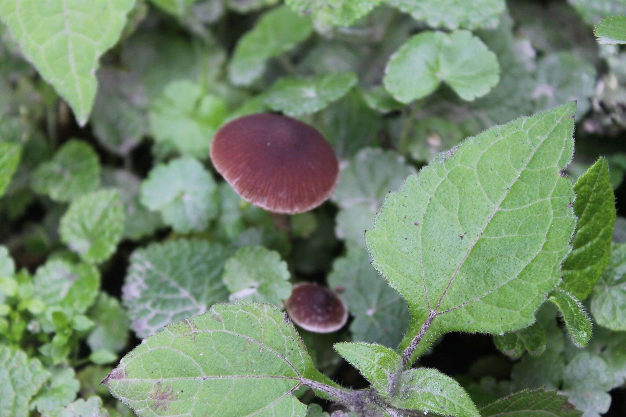 Image of Psathyrella bipellis (Quél.) A. H. Sm. 1946