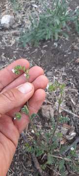 Phacelia affinis A. Gray的圖片