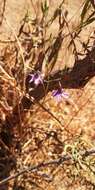 Image of Conanthera trimaculata (D. Don) F. Meigen