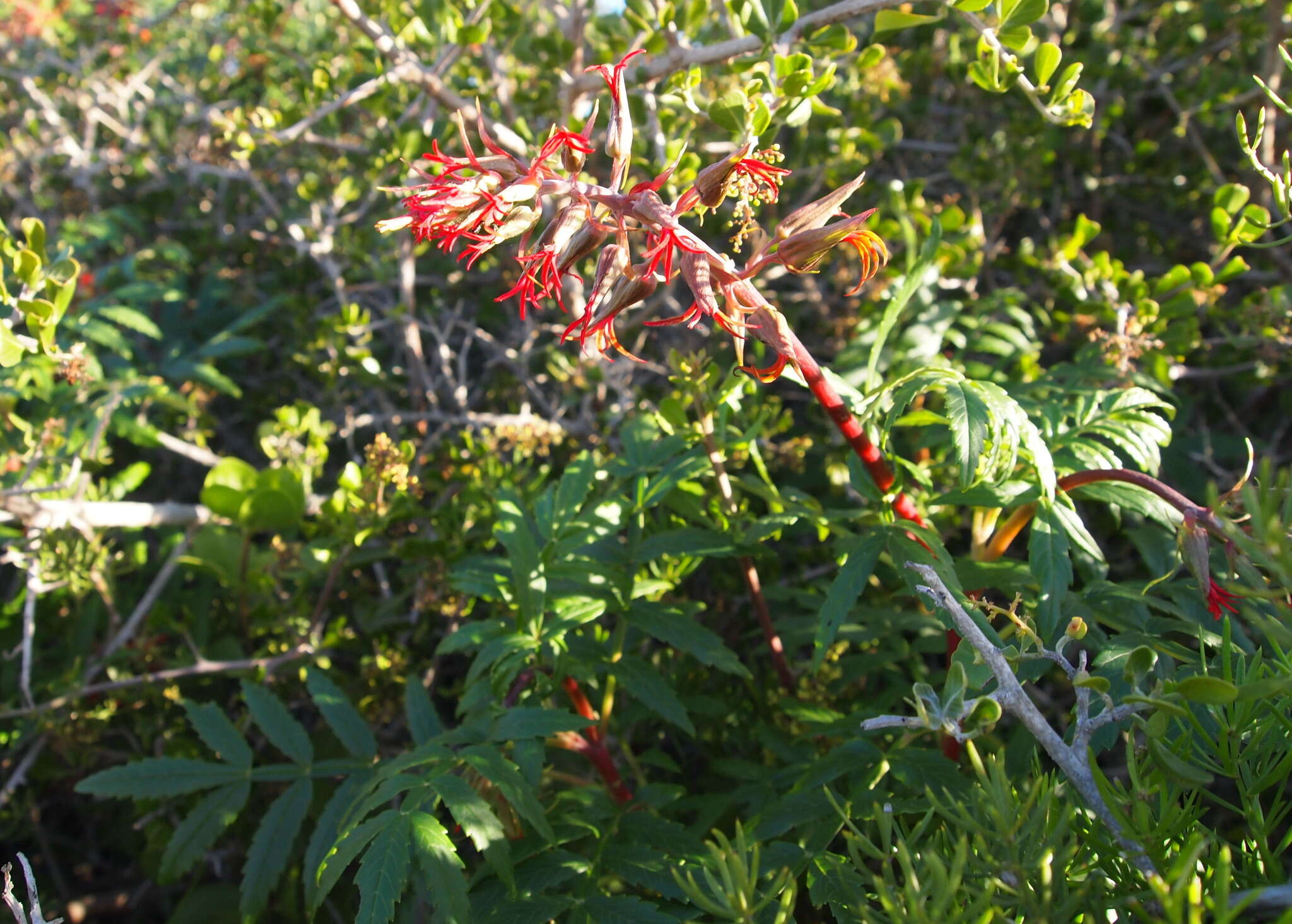 Image de Melianthus elongatus D. O. Wijnands