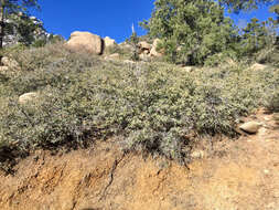 Image of Desert Scrub Oak