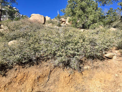 Image of Desert Scrub Oak