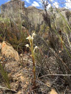 Image of Satyrium eurycalcaratum van der Niet