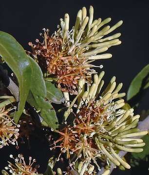 Image de Tripodanthus acutifolius (Ruiz & Pav.) van Tiegh.